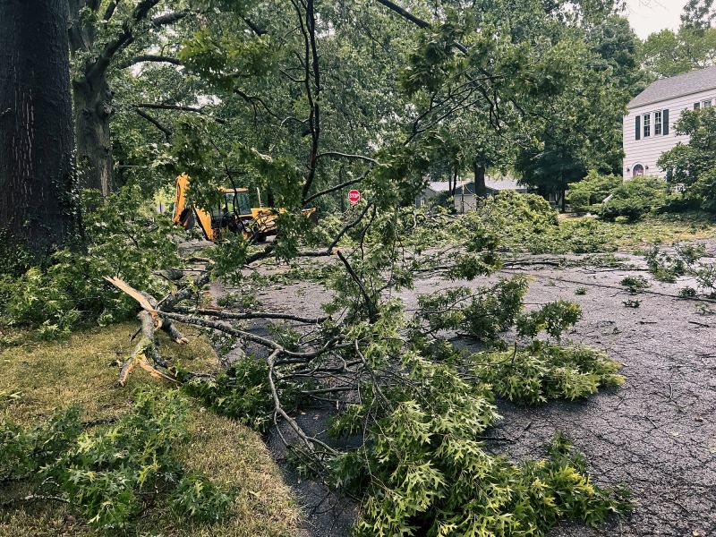 Tree Down on Residential Driveway