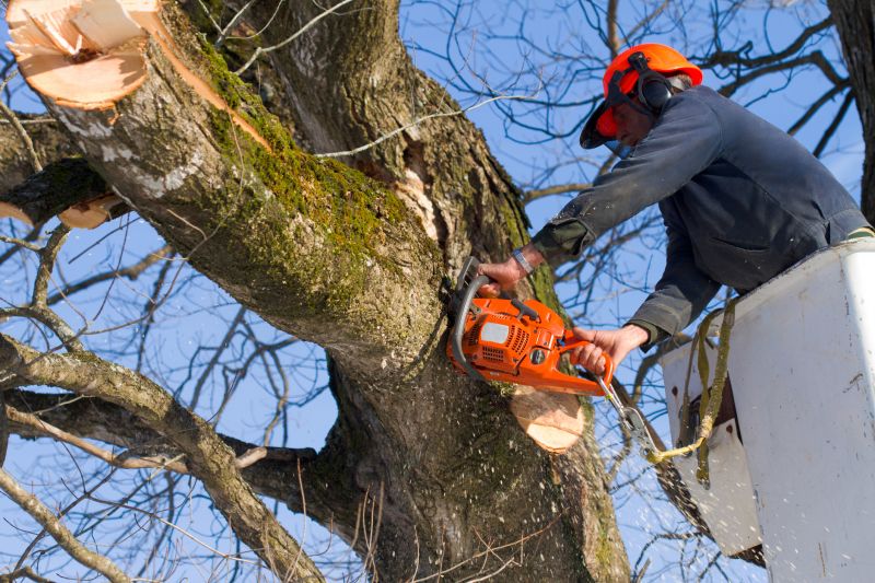 Tree Removal Planning