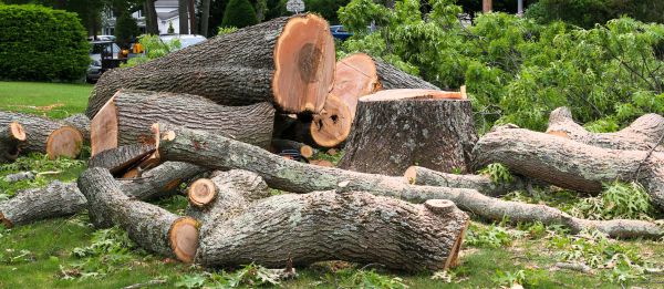 Cost of Large Tree Removal in Eagle