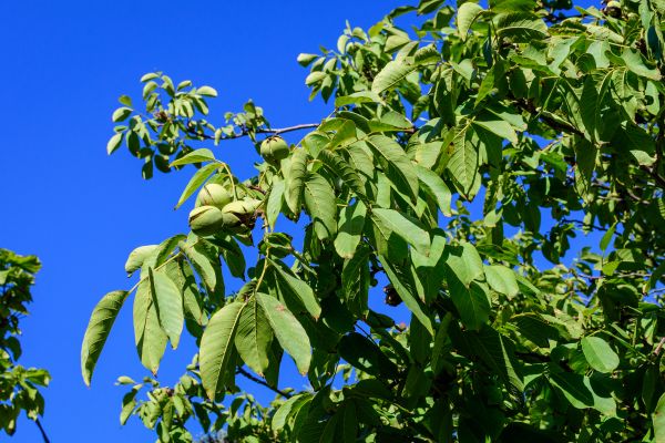 Cost of Walnut Tree Removal in Eagle