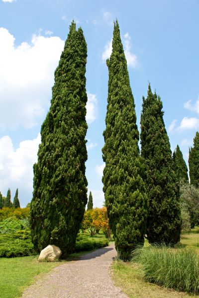 Cost of Cypress Tree Removal in Eagle