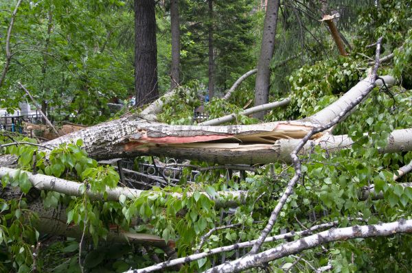 Cost of Birch Tree Removal in Eagle