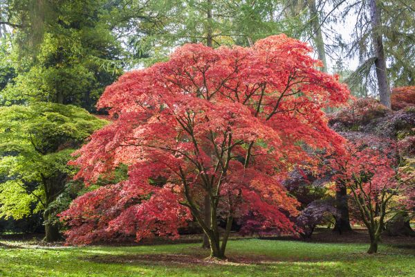 Cost of Maple Tree Removal in Eagle