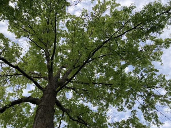 Cost of Oak Tree Removal in Eagle