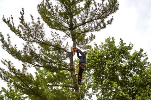 Cost of Pine Tree Removal in Eagle