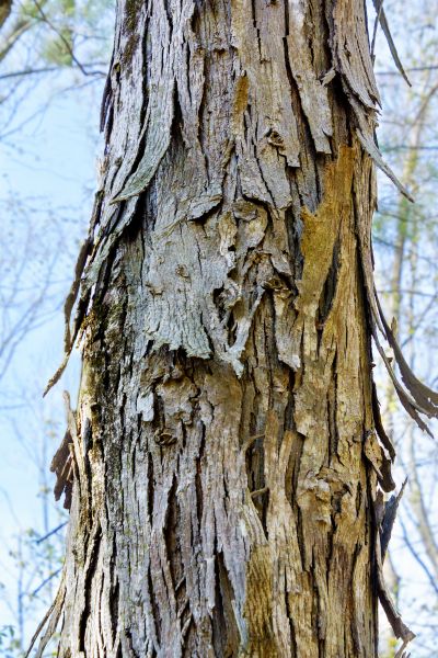 Cost of Hickory Tree Removal in Eagle