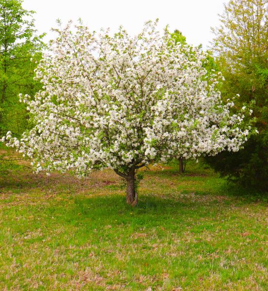 Cost of Dogwood Tree Removal in Eagle
