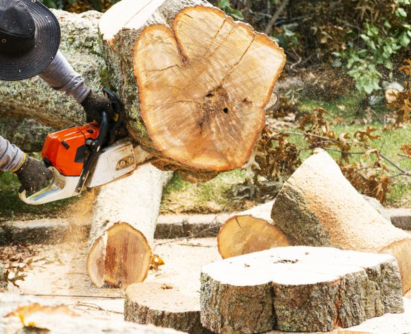 Cost of Tree Removal Service in Eagle