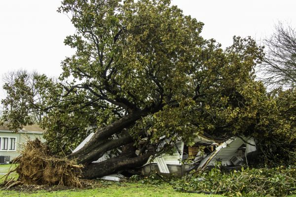 Cost of Fallen Tree Removal in Eagle