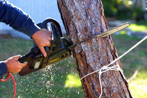 Cost of Dead Tree Removal in Eagle